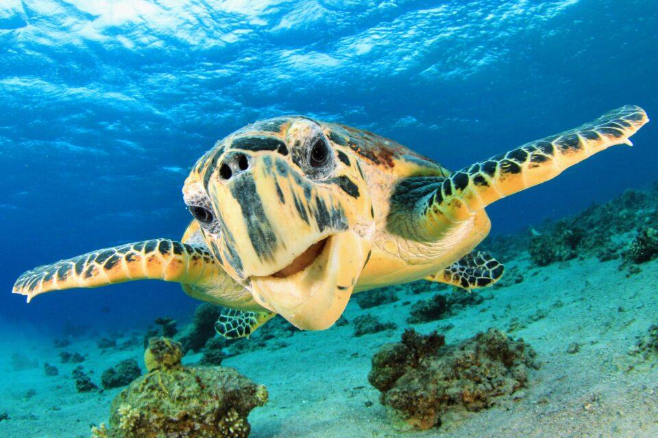 Sea turtles suffer from hearing loss caused by noise pollution