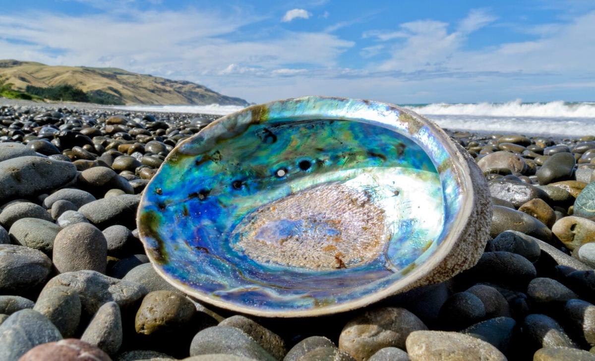 Ultrasound technology can help protect abalone mollusks