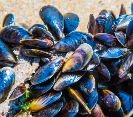Mussel,On,A,Sandy,Beach.,Background.,Close-up.
