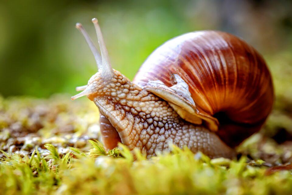Slugs and snails no longer classified as pests