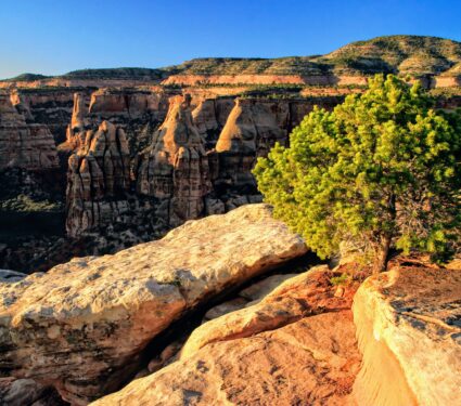 Tree.jpg