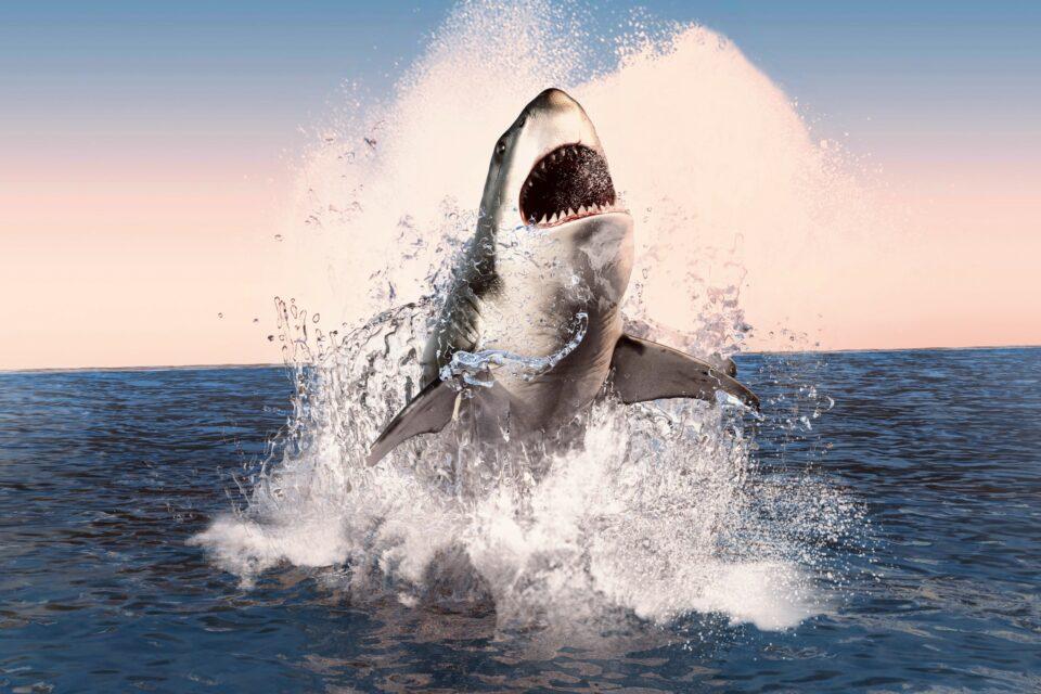 Megalodons grew larger in cold water
