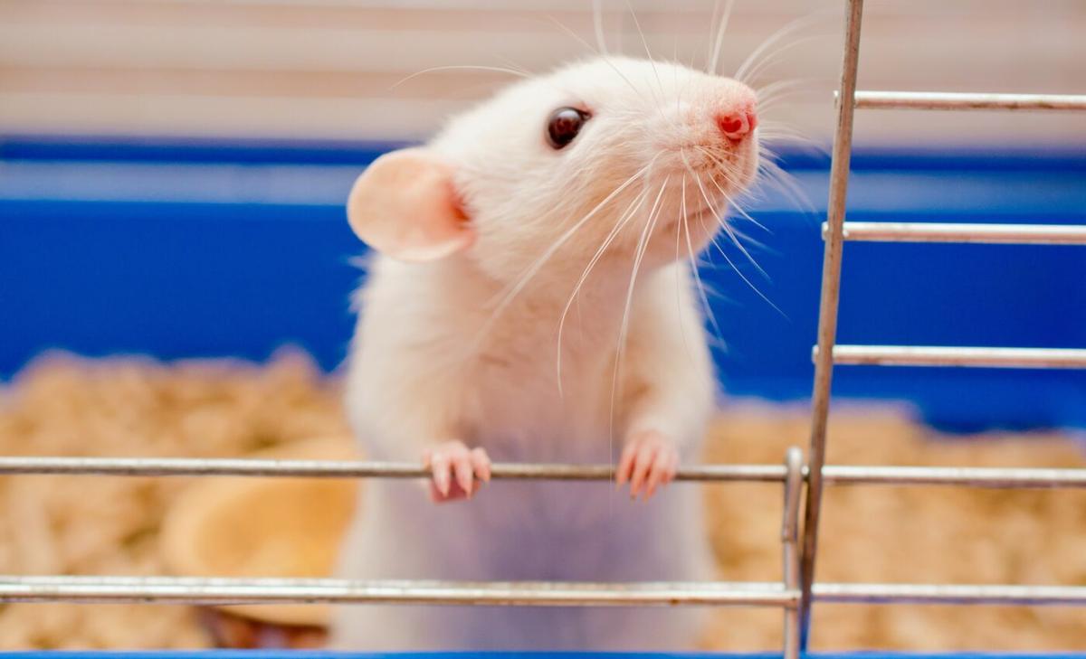 Scientists can reverse the aging process in middle-aged mice