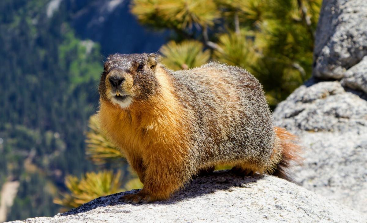Marmots may hold the key to longevity