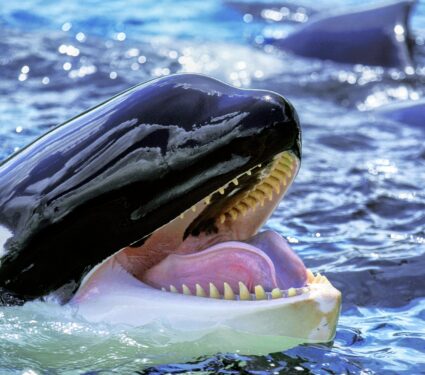 Killer-whales-2.jpg