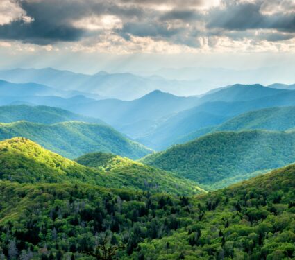 Mountain-forests.jpg