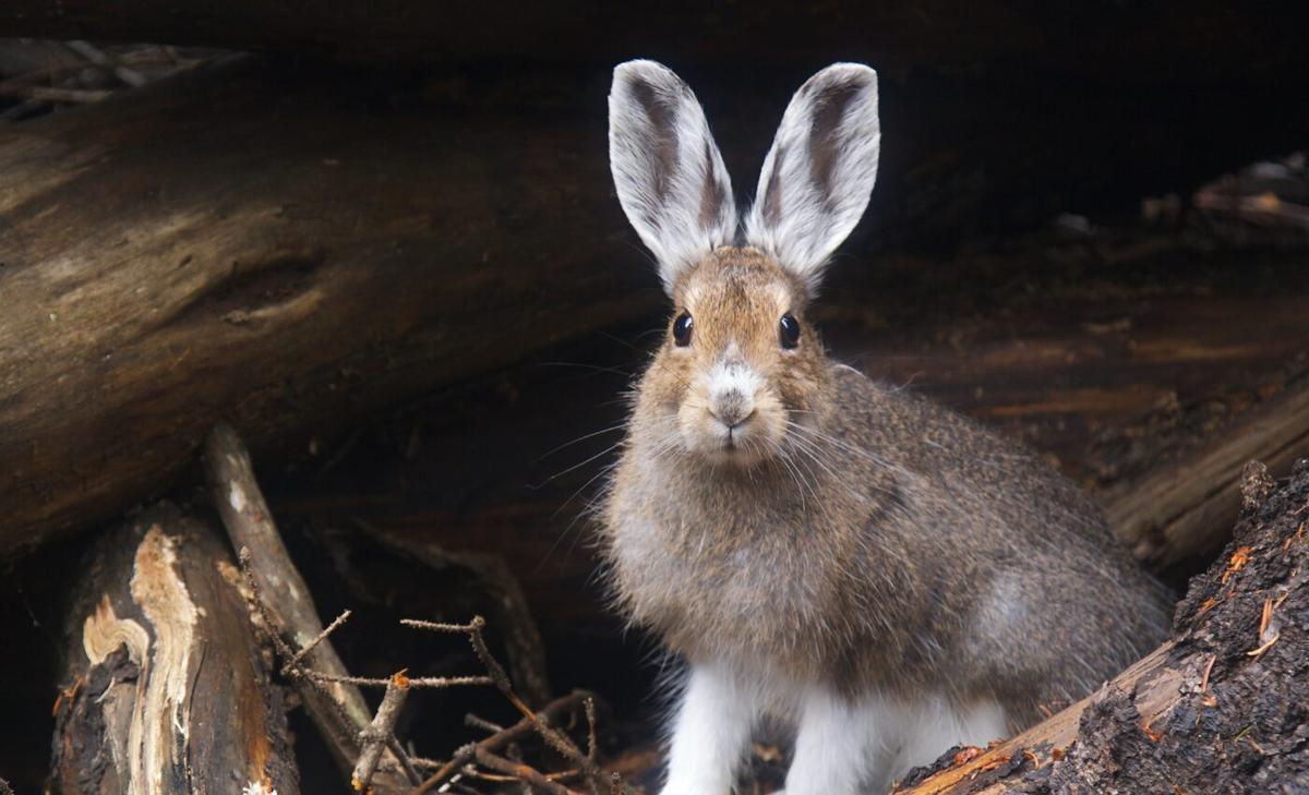 Snowshoe hares provide clues about forest health