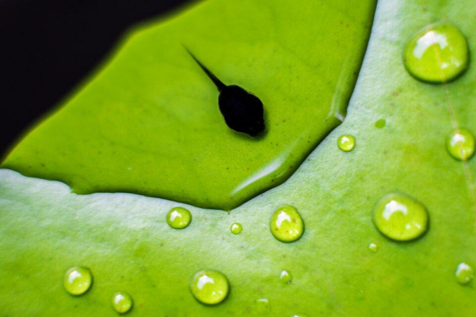 Gut microbes help tadpoles cope with climate change