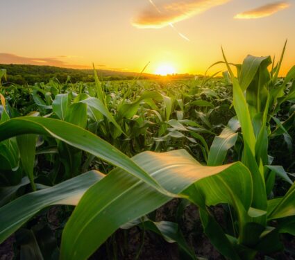 Croplands.jpg