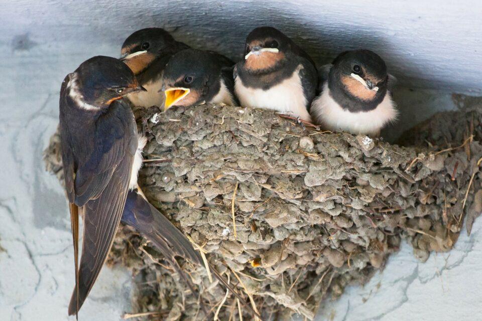 Swallows are no longer migrating south as winters become milder