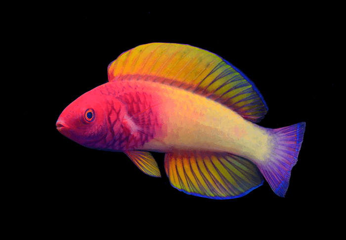 Strikingly beautiful fairy wrasse discovered in the Maldives