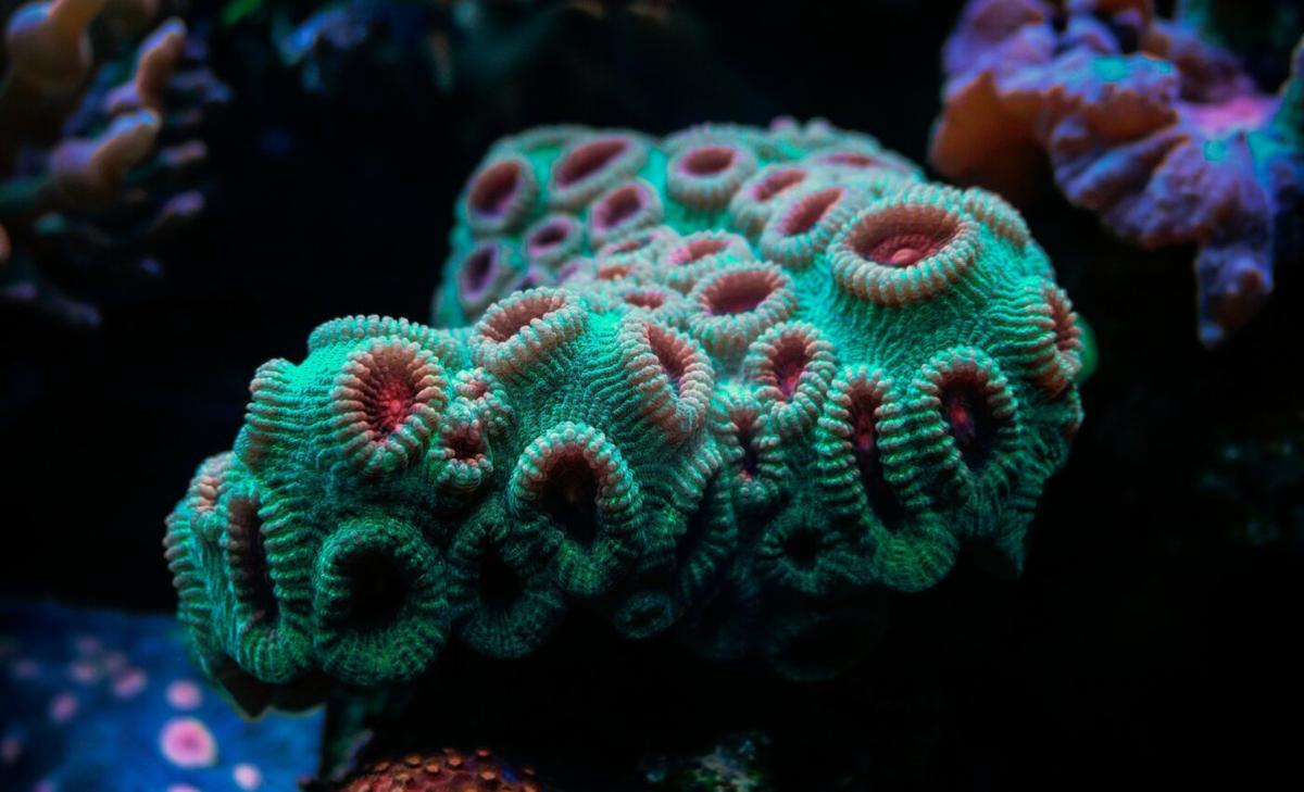 Hawaiian corals are surprisingly resilient to ocean warming