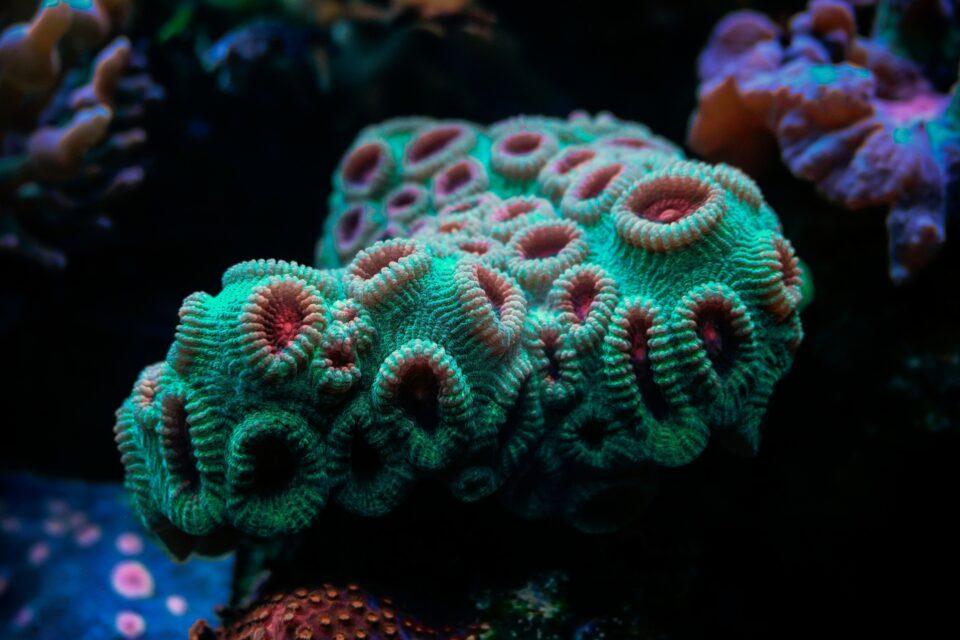Hawaiian corals are surprisingly resilient to ocean warming