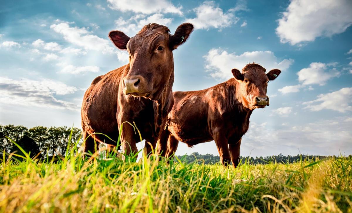 The cattle industry could lose billions due to heat stress