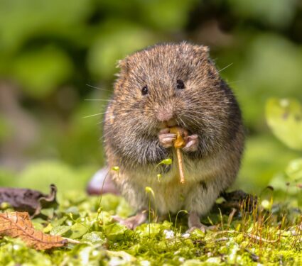 Voles2.jpg