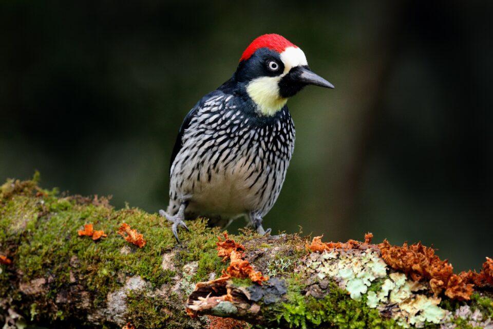 How mountains Influence bird evolution