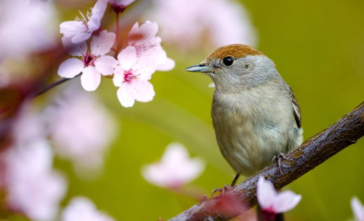 Climate is not the only thing changing the behavior of birds