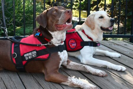 2022/03/29-Patriot-Service-Dogs.jpg