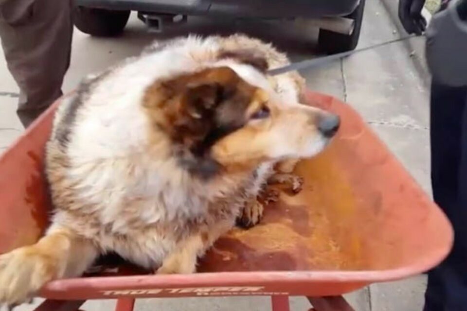 The Vet’s Diagnosis