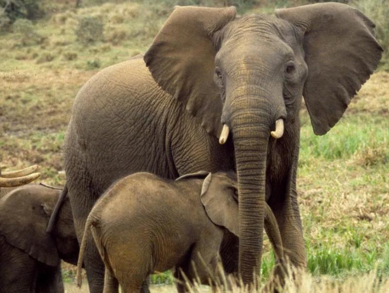 The Value Of Elephants In India