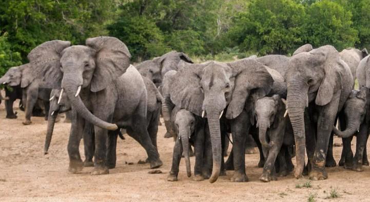 The Herd