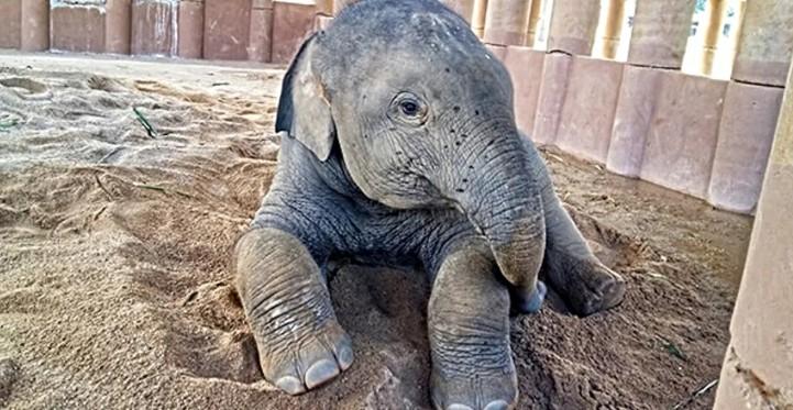 Magnificent Creatures