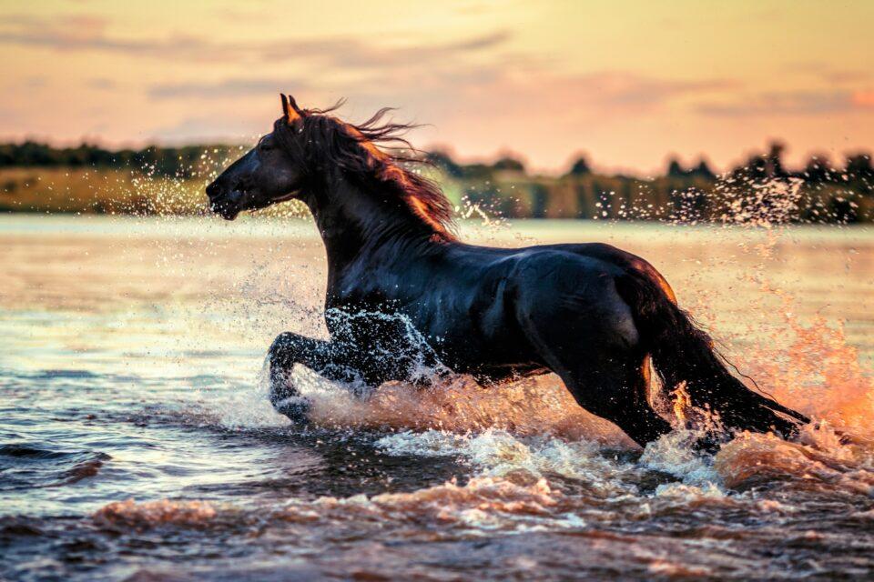 Congress takes a step toward humane management of wild horses