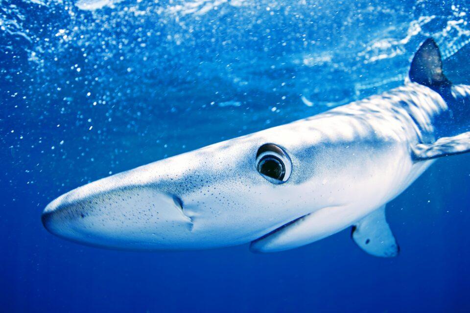 Sharks can literally sleep with their eyes open