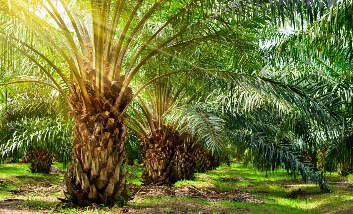 Tropical peatlands can be restored without impacting oil palm farmers