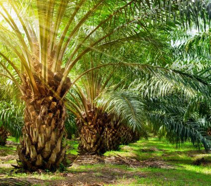 Tropical-peatlands.jpg