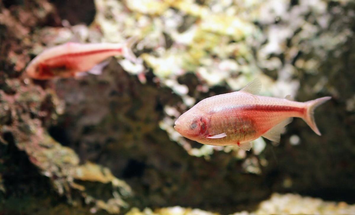 How do blind cave fish live in low oxygen waters?