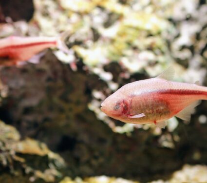 Cave-fish.jpg