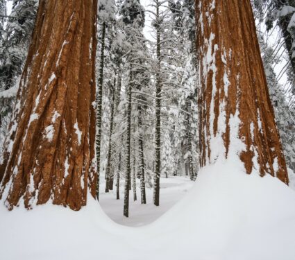 Big-trees.jpg