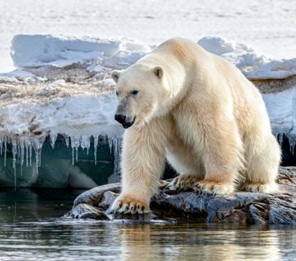 Summer-sea-ice.jpg