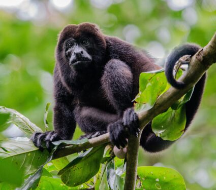 Howler-monkeys-2.jpg