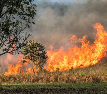 Wildfires-2.jpg