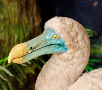 Dodo-bird.jpg