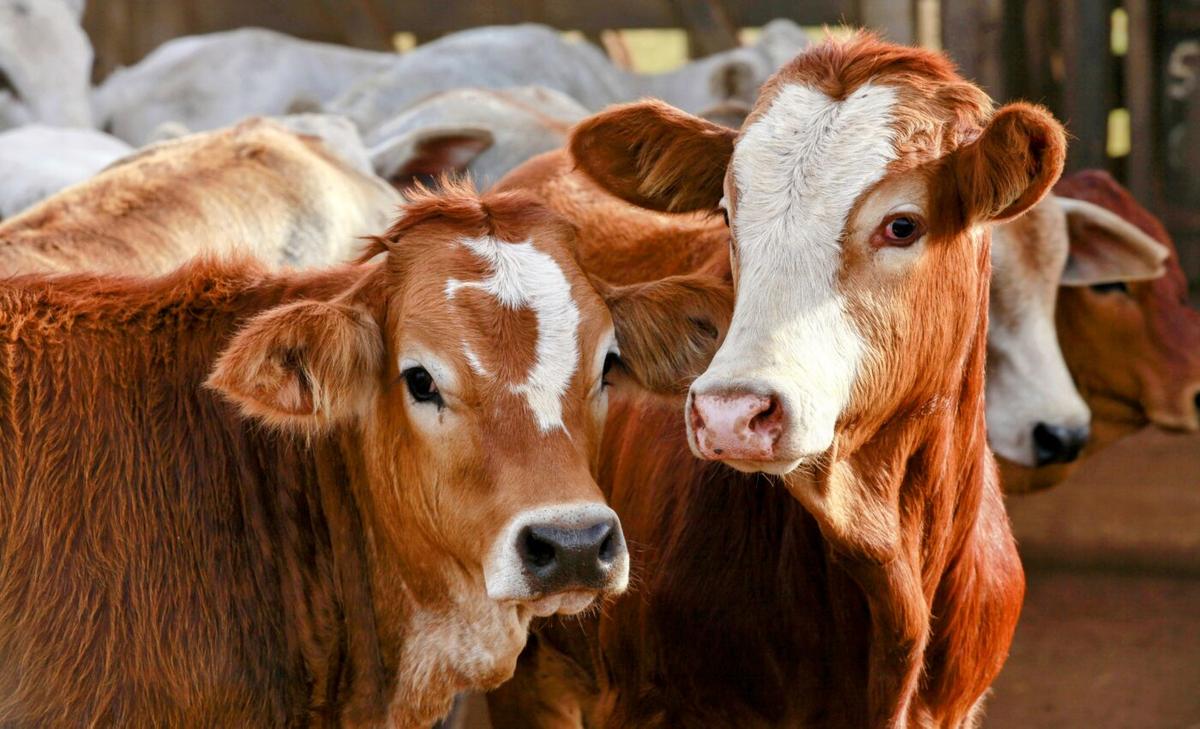 Brazilian cattle ranchers can help curb climate change