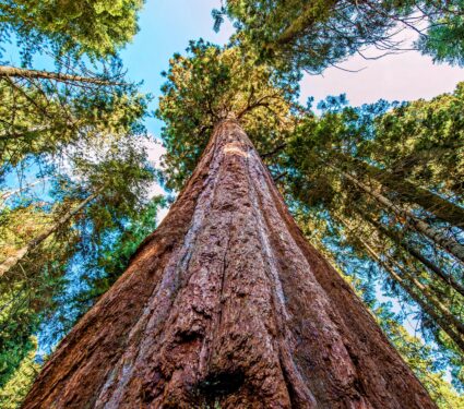Redwoods.jpg