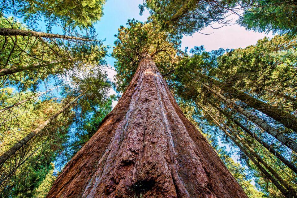 New discovery in Redwoods highlights the species’ mystery