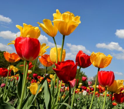 Spring.jpg