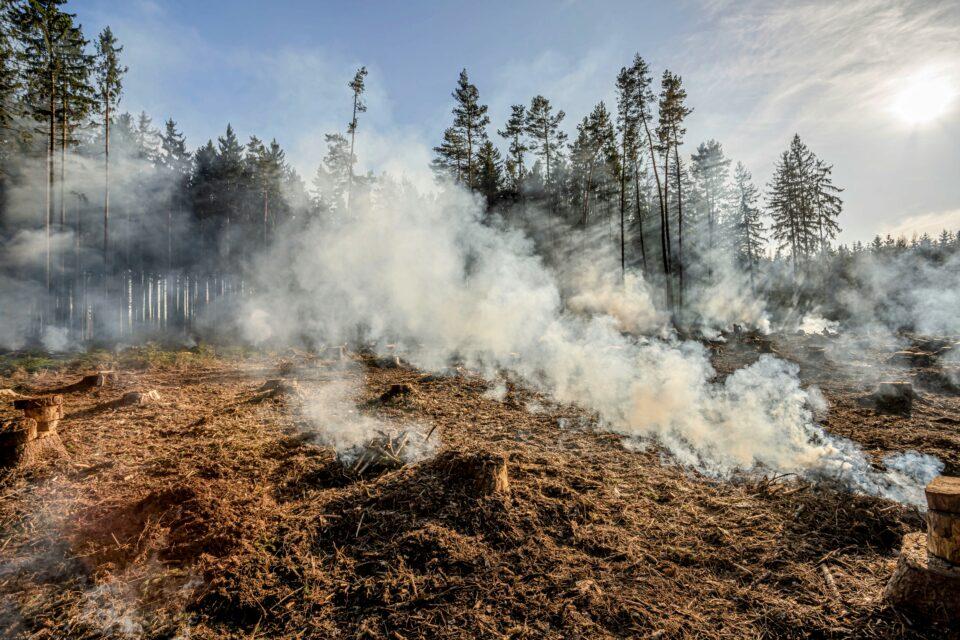 One-third of global forest loss has been caused by wildfires