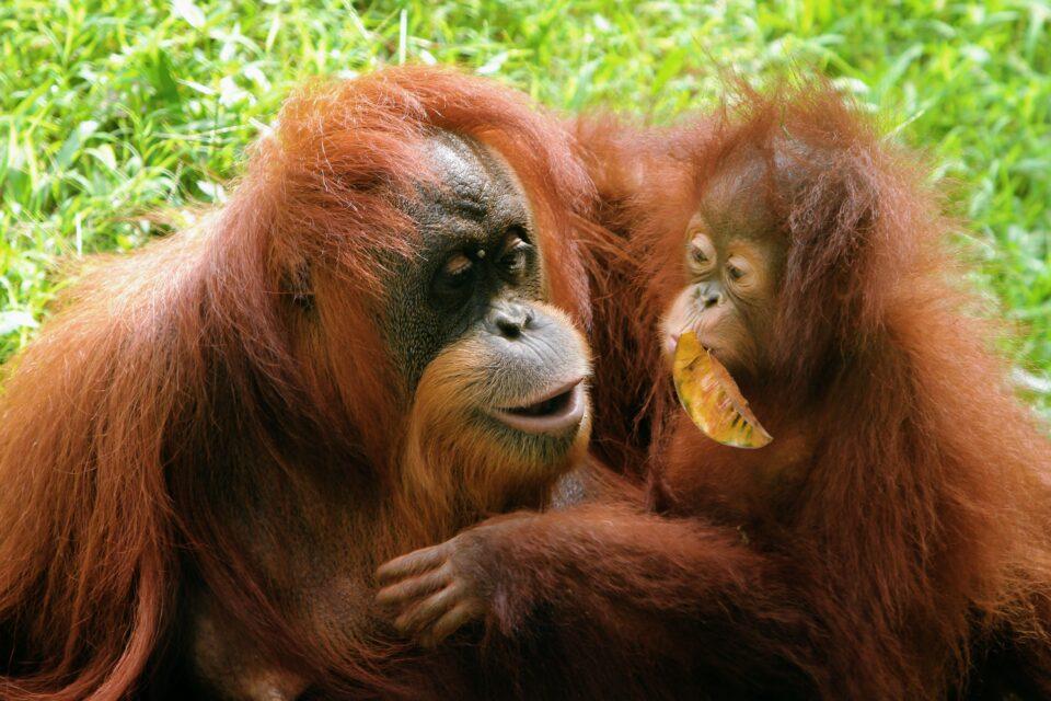 Ape “vocabularies” are shaped by social interaction