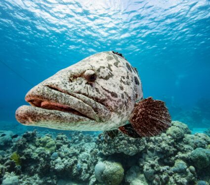 Marine-organisms.jpg
