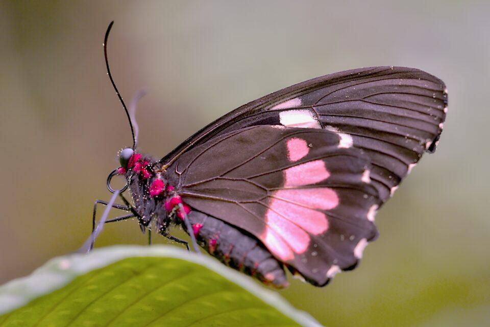 Insect wings inspire new method to kill bacteria on food