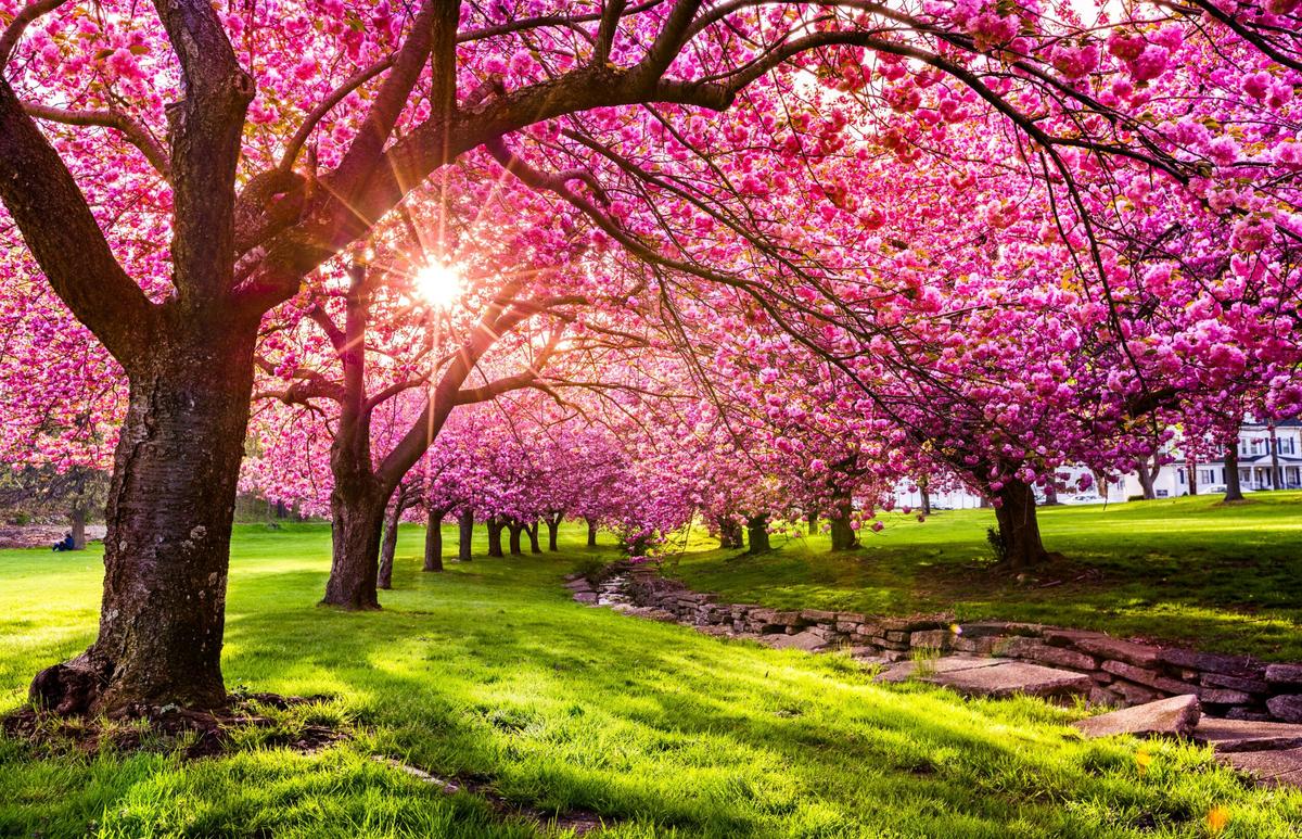 Spring is arriving earlier as rainy days become less frequent