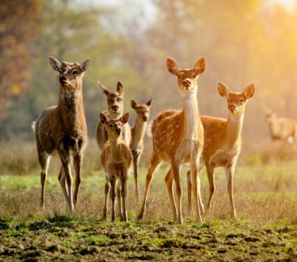Deer-Covid.jpg