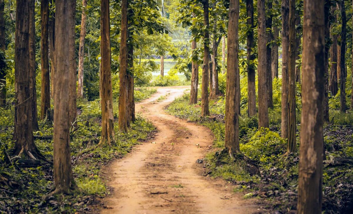 Forest loss in India is worse than expected due to climate change