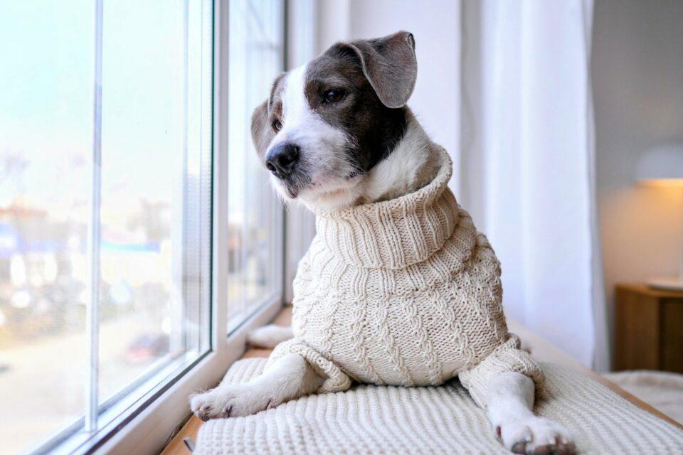 Repetitive behaviors in dogs are influenced by many factors