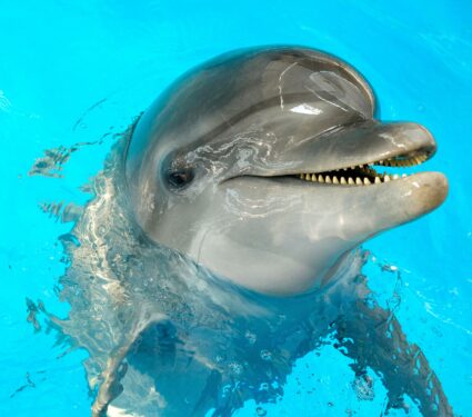 Dolphins-2.jpg